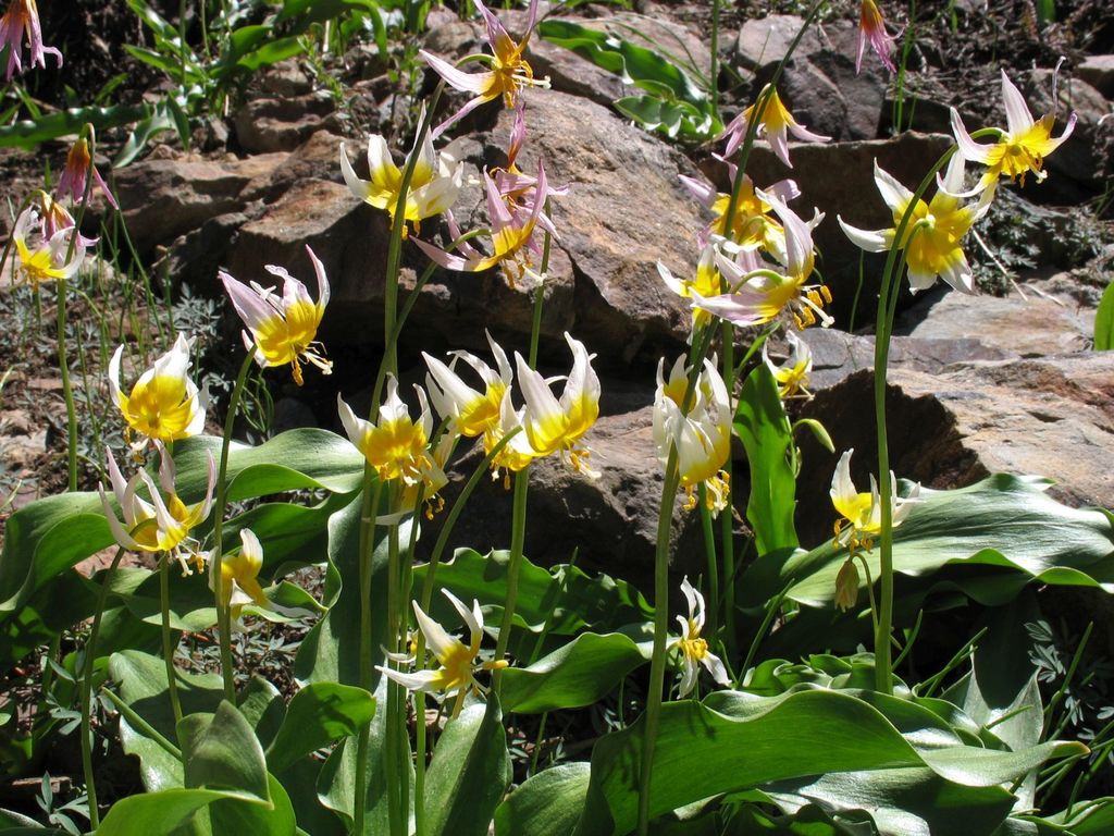 Erythronium pusaterii (Kaweah fawn lily), native California herb