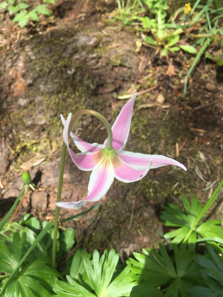 Erythronium oregonum (Giant fawn lily), native California herb