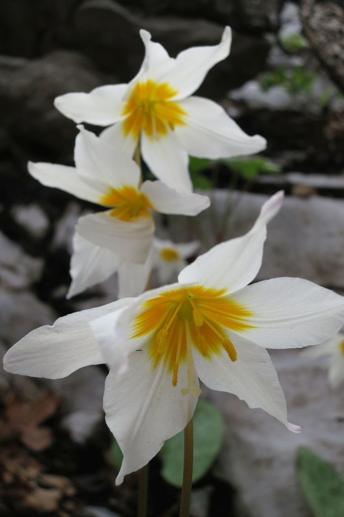 Erythronium shastense (Shasta fawn lily), native California perennial