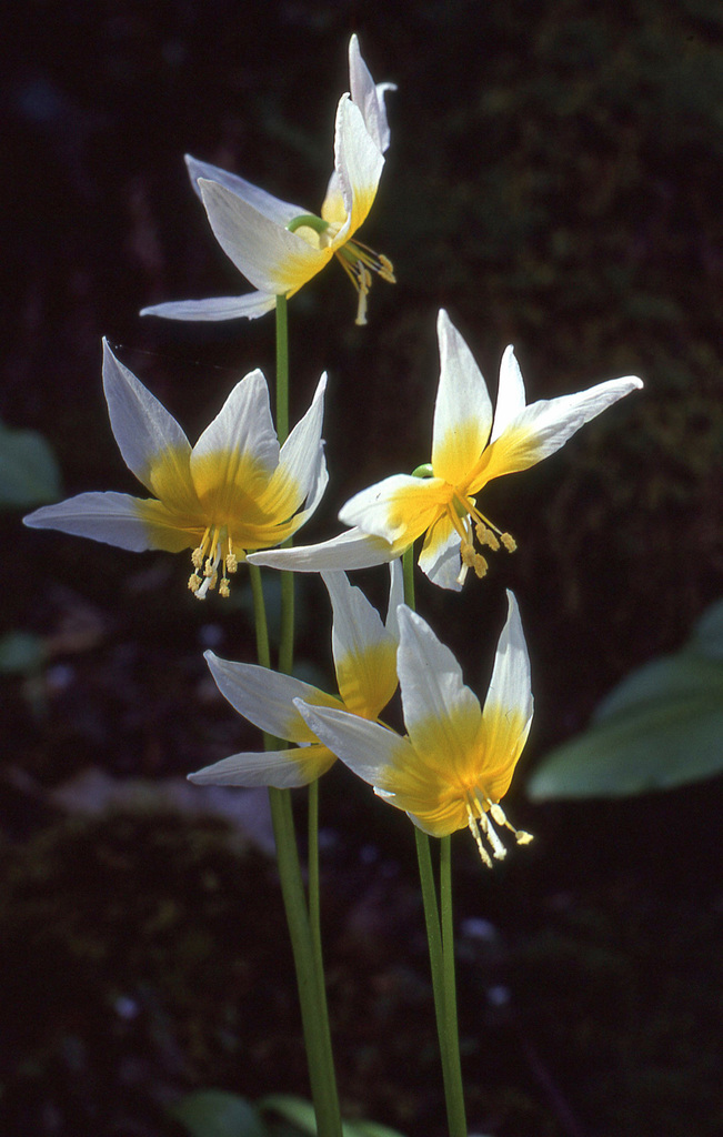 Erythronium taylorii (Pilot ridge fawn lily), native California herb