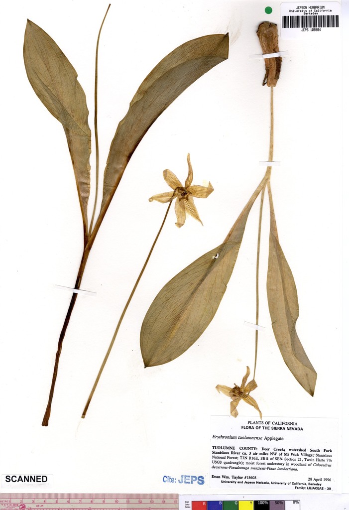 Erythronium tuolumnense (Tuolumne fawn lily), native California herb