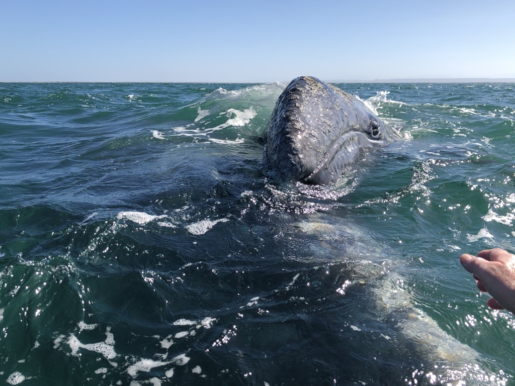 Eschrichtius robustus (Gray whale [Eastern North Pacific DPS]), California species