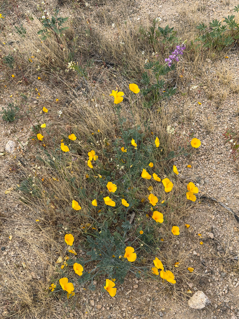 Eschscholzia androuxii (Joshua tree poppy), native California annual