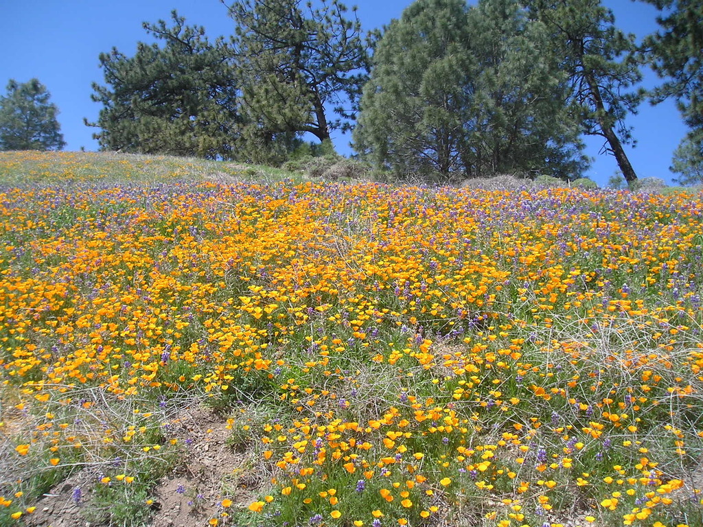 Eschscholzia caespitosa (Foothill poppy), native California herb