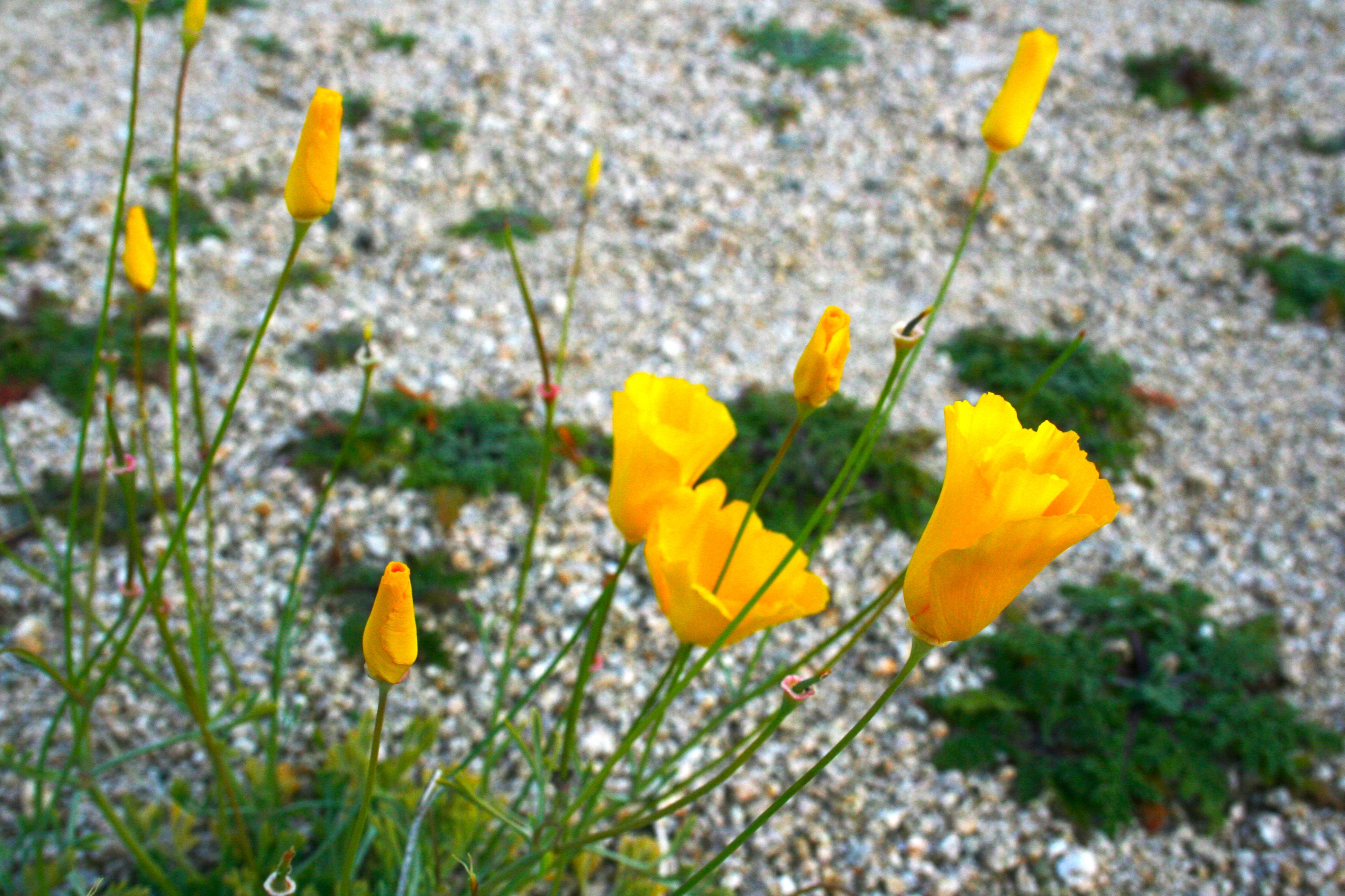 Eschscholzia californica (California poppy), native California herb