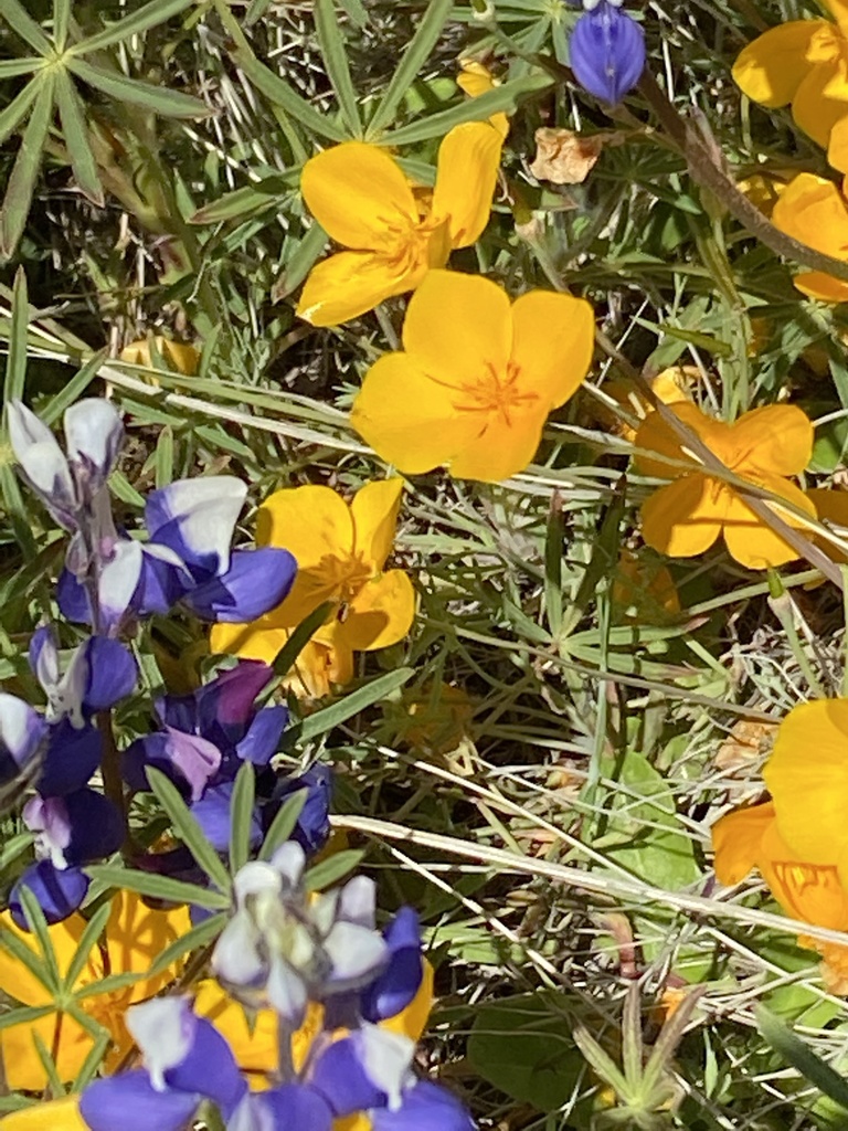 Eschscholzia lobbii (Frying pans), native California herb