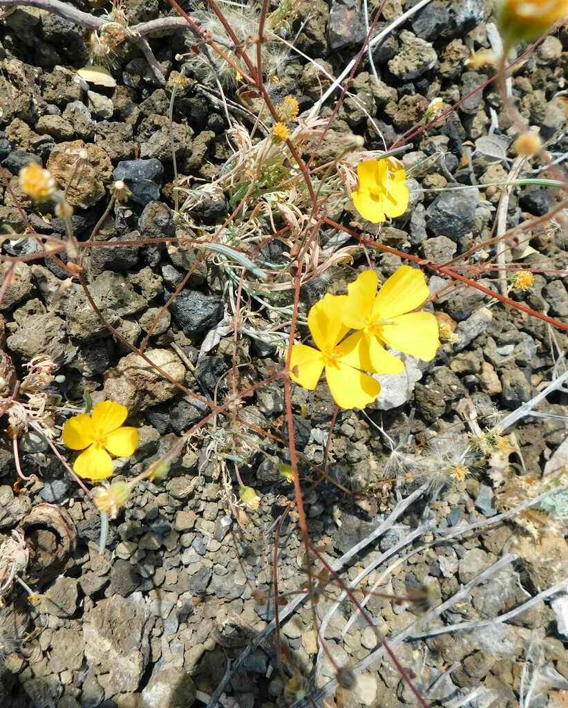 Eschscholzia mexicana (Desert california poppy), native California annual