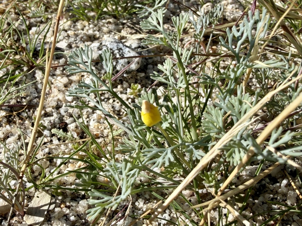Eschscholzia minutiflora subsp. minutiflora (Pygmy poppy), native California herb