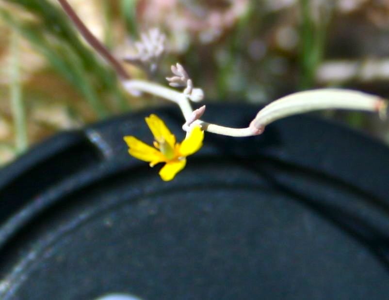 Eschscholzia minutiflora (Coville s poppy), native California herb