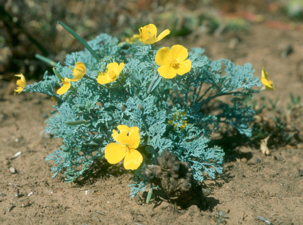 Eschscholzia ramosa (Island poppy), native California herb