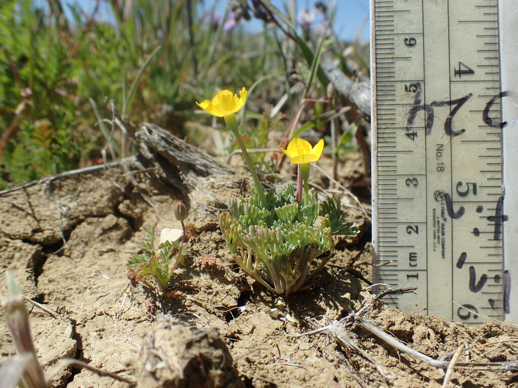 Eschscholzia rhombipetala (Diamond-petaled california poppy), native California herb