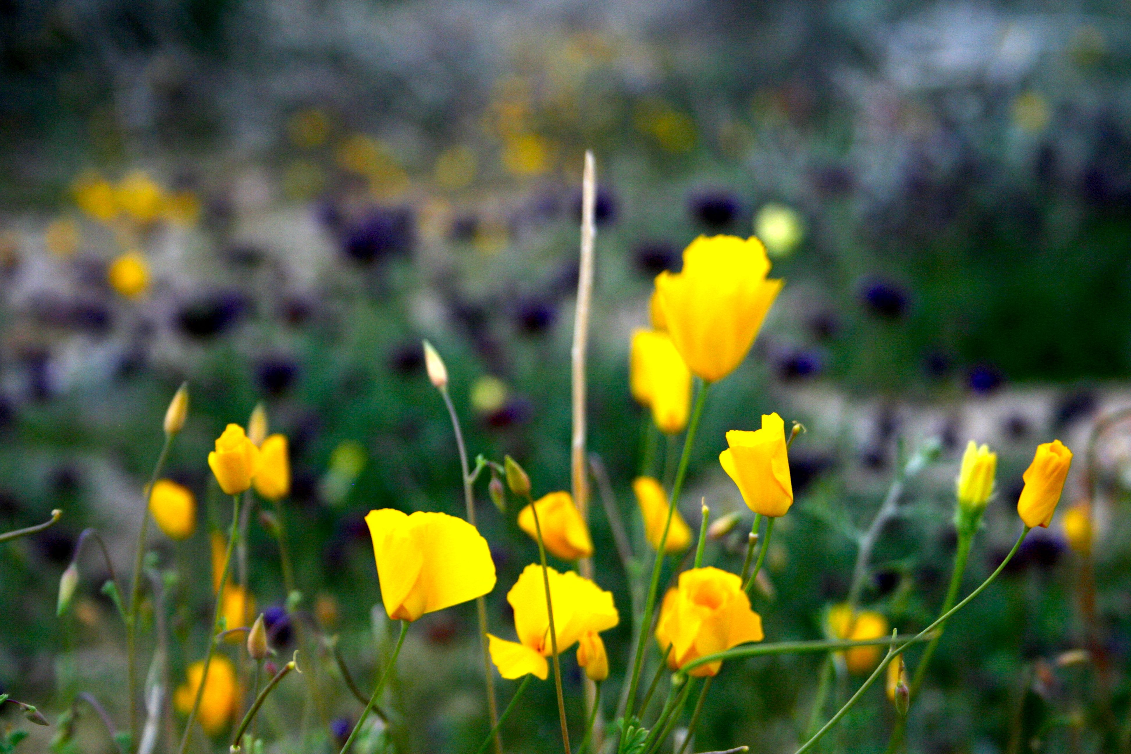 Eschscholzia sp., native California perennial