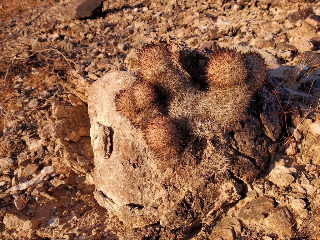 Escobaria alversonii (Foxtail cactus), native California shrub