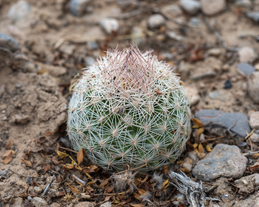 Escobaria chlorantha (Desert pincushion), native California perennial