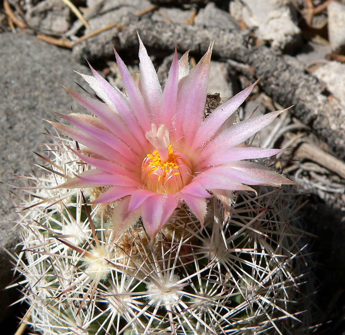 Escobaria vivipara var. rosea (Viviparous foxtail cactus), native California shrub