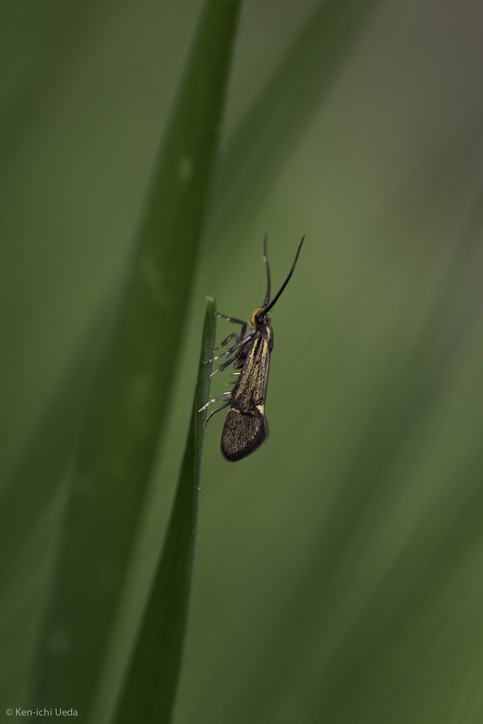 Esperia sulphurella, California species