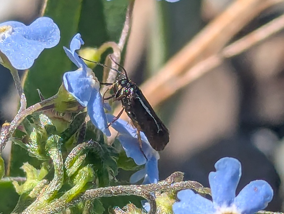 Ethmia albistrigella, California species
