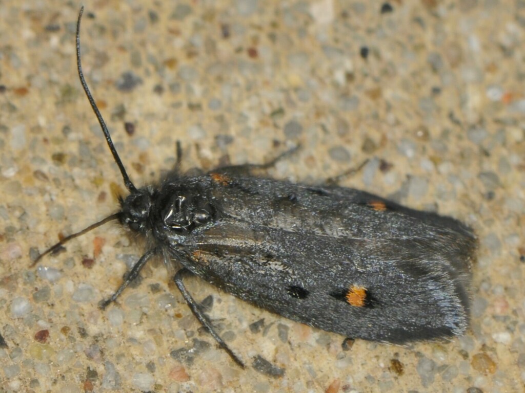 Ethmia lassenella, California species