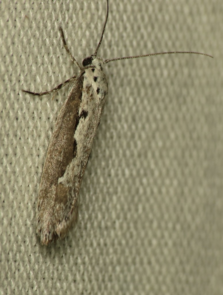 Ethmia arctostaphylella, California species