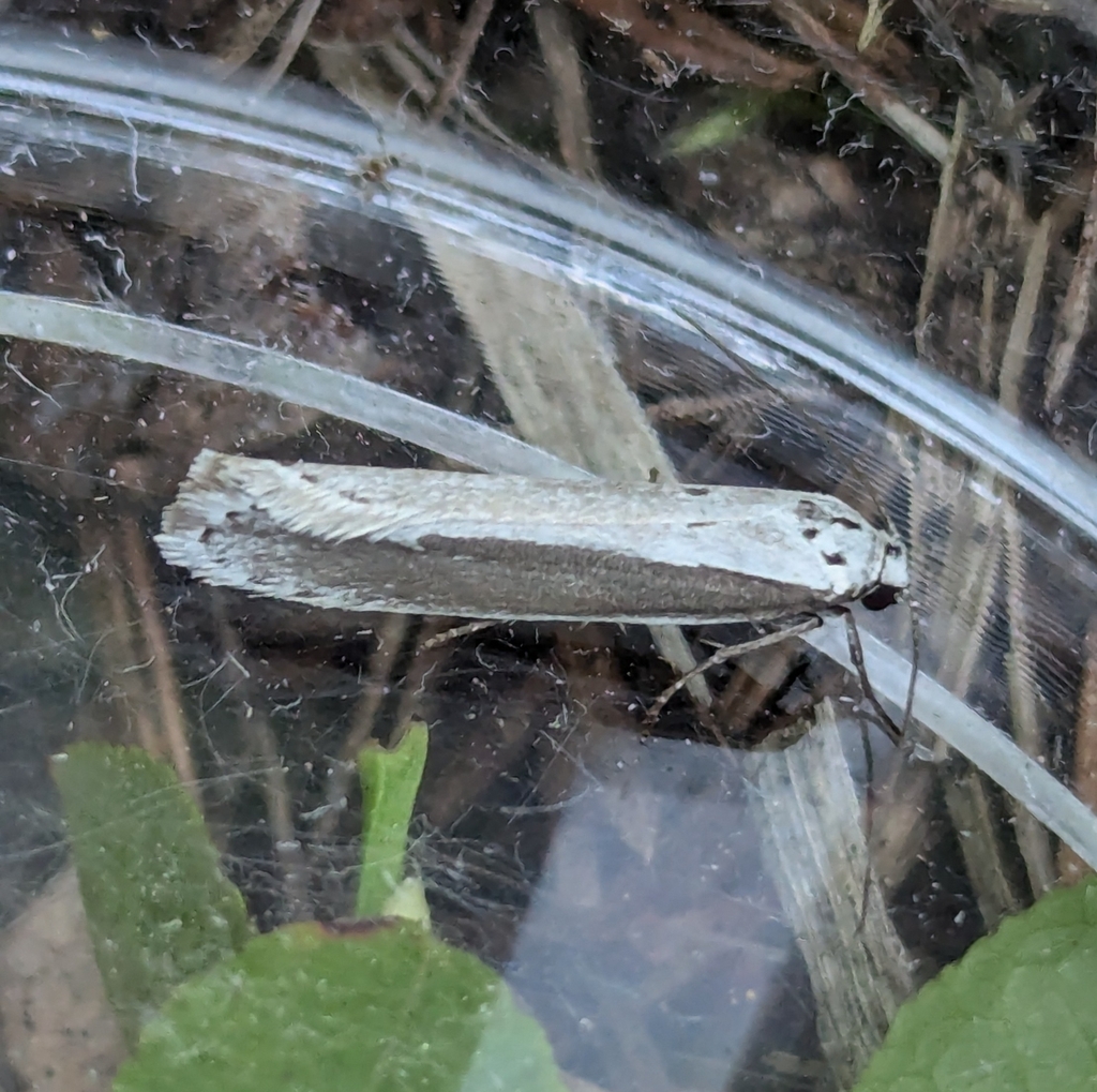 Ethmia brevistriga, California species