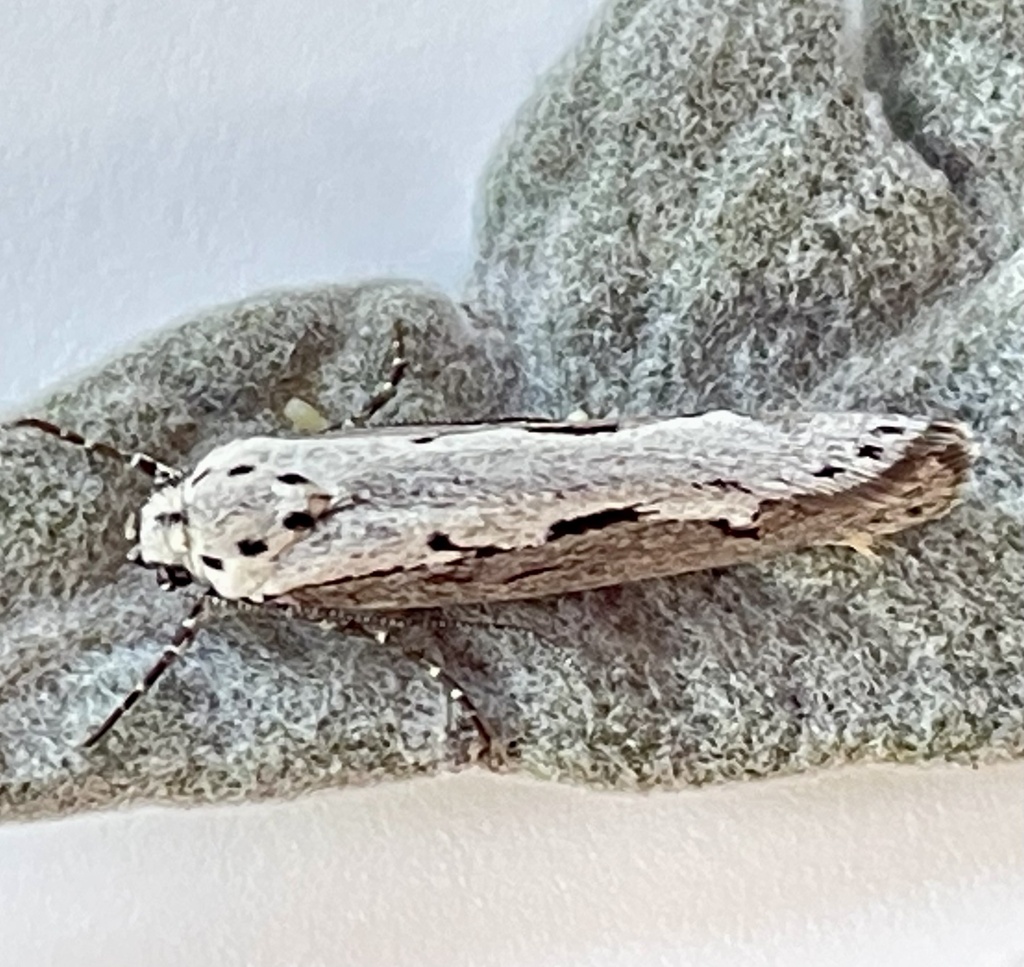 Ethmia discostrigella, California species