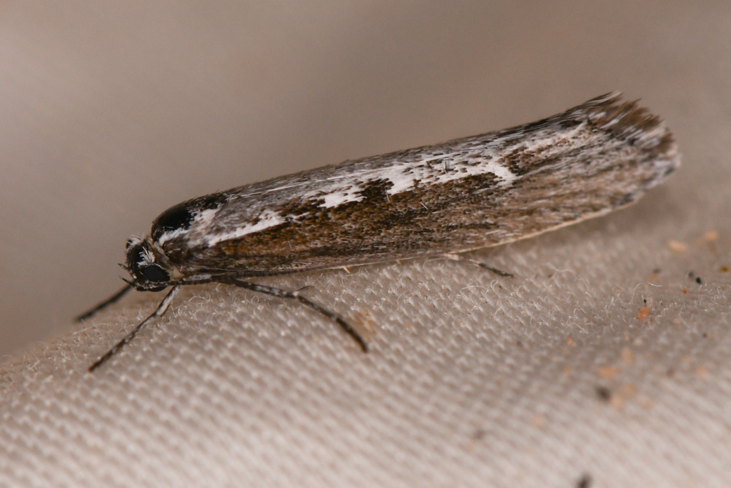 Ethmia epileuca, California species