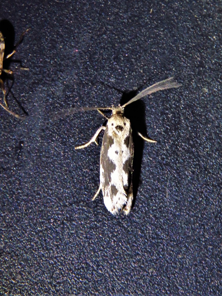 Ethmia hodgesella, California species