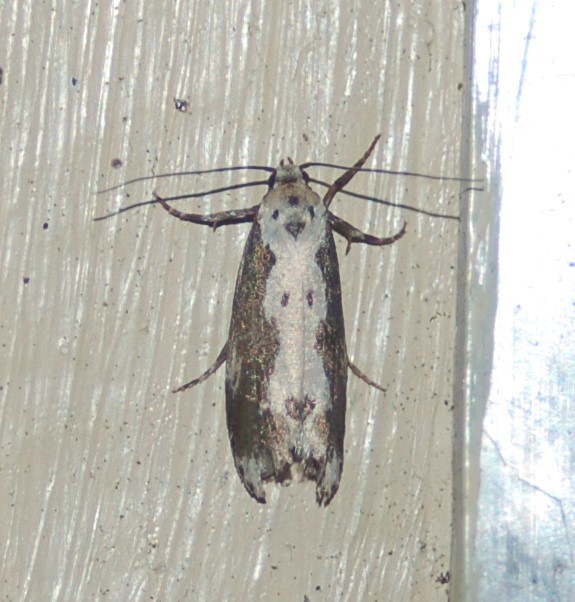 Ethmia marmorea, California species