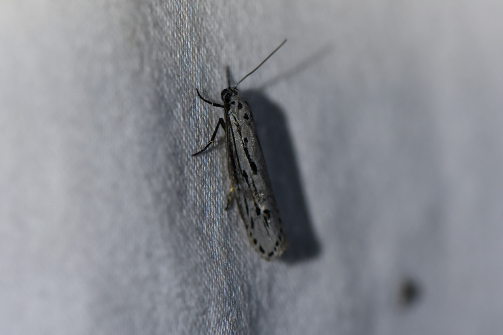 Ethmia monticola, California species