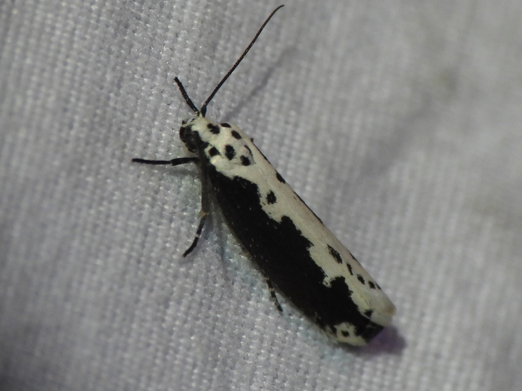 Ethmia semilugens, California species