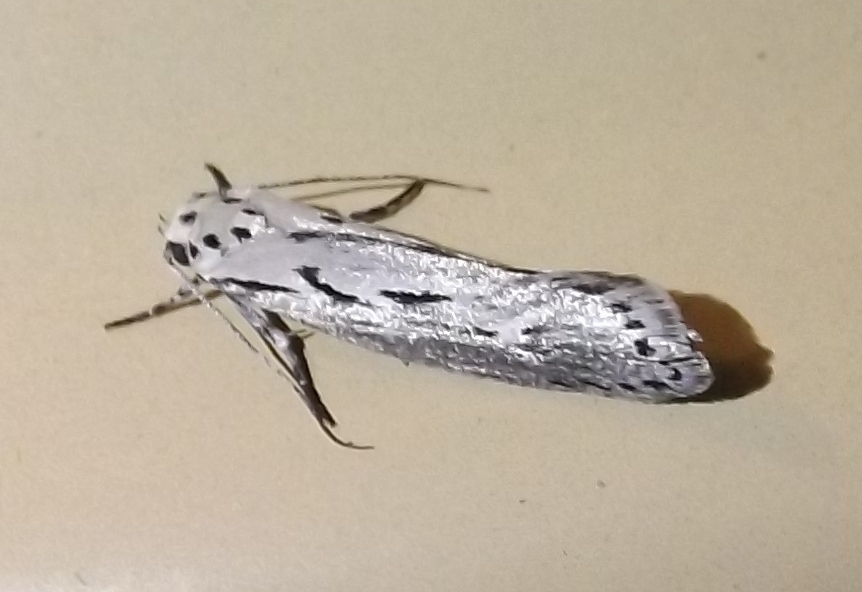 Ethmia semitenebrella, California species