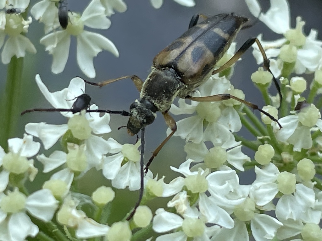 Etorofus obliteratus, California species