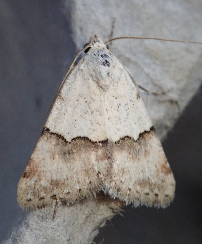 Euaontia semirufa, California species
