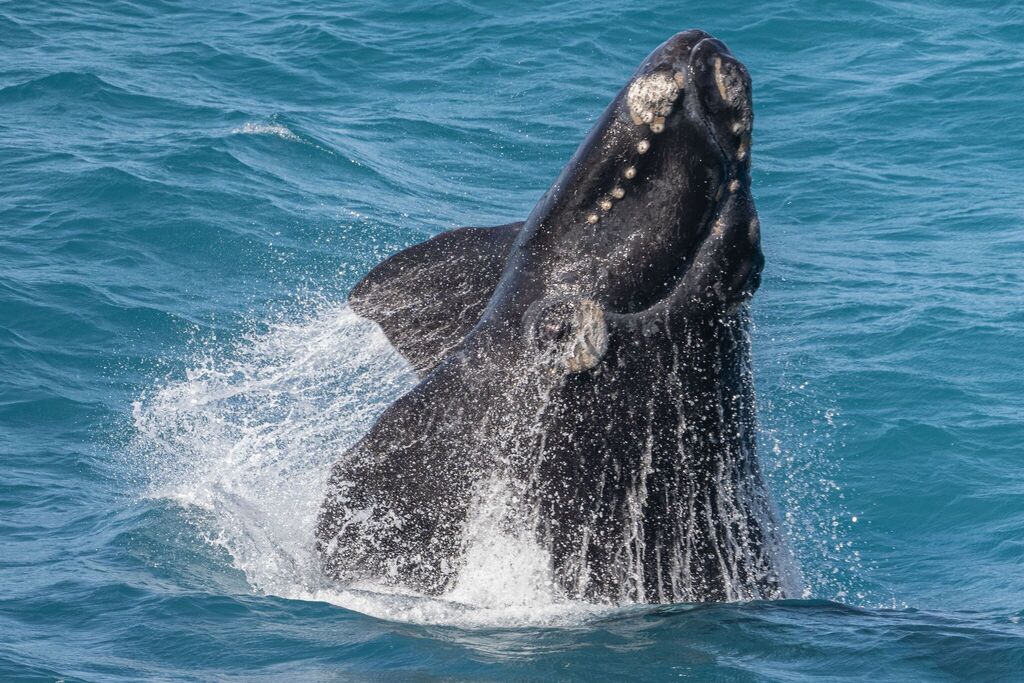 Eubalaena japonica (North Pacific right whale), California species