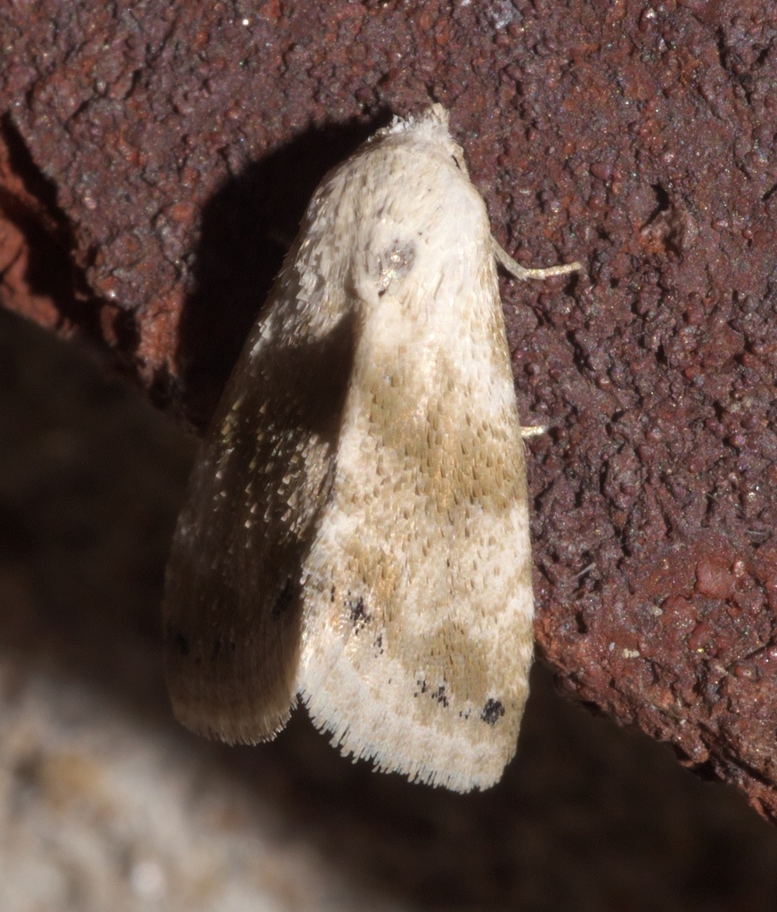 Eublemma minima (Everlasting Bud Moth), California species