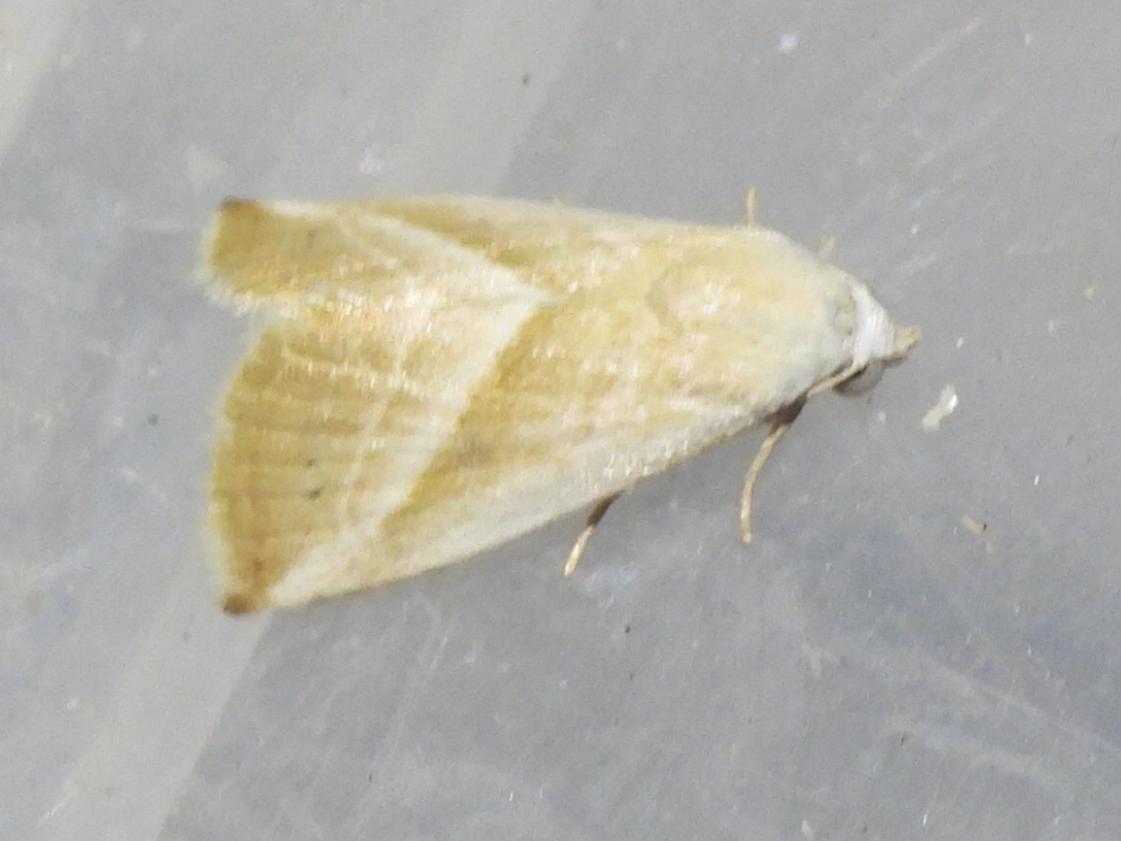 Eublemma recta (Straight-lined Seed Moth), California species