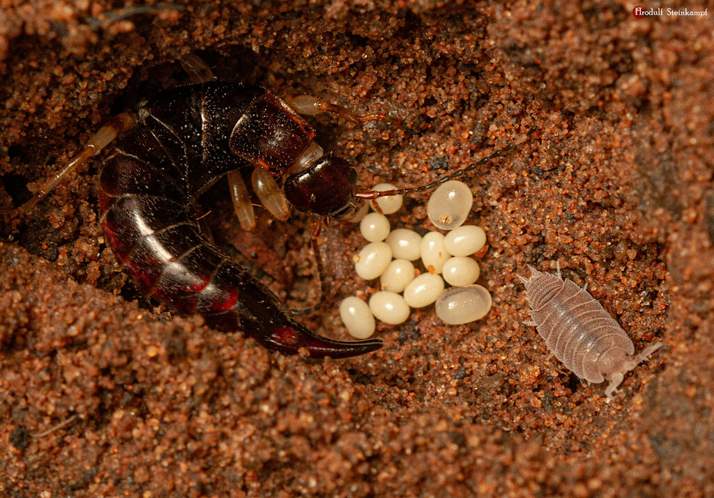Euborellia annulipes (Ring-legged Earwig), California species
