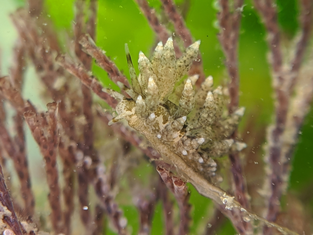 Eubranchus olivaceus (Green Balloon Aeolid), California species