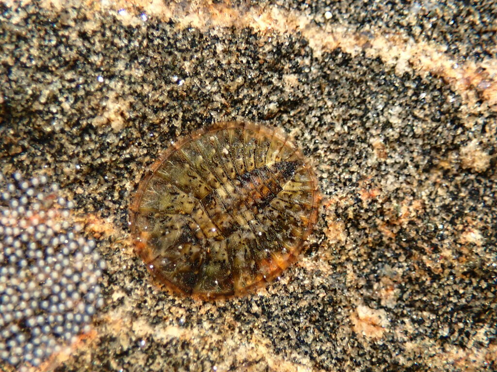 Eubrianax edwardsii, California species