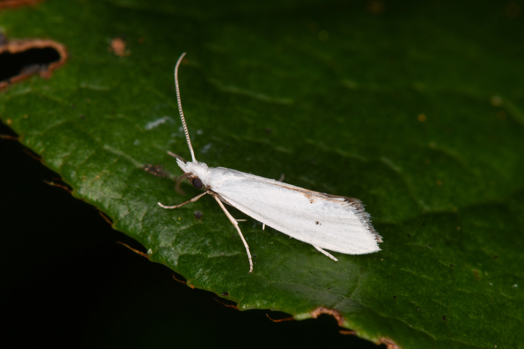 Eucalantica polita, California species