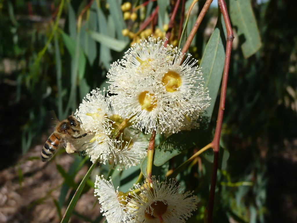 Eucalyptus camaldulensis (Red gum), non-native California tree