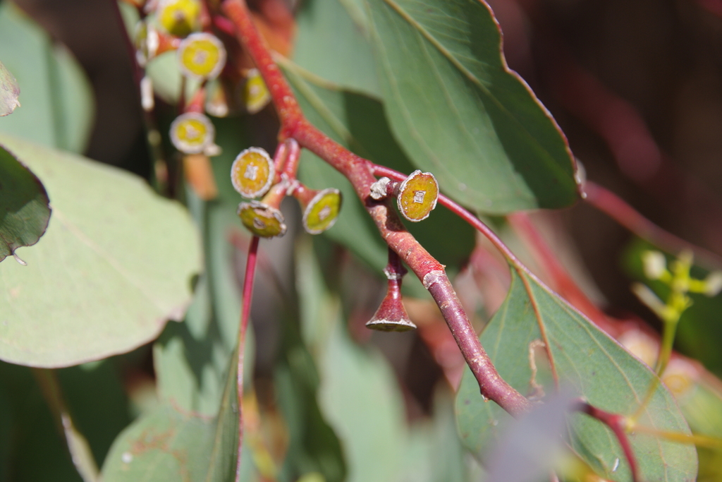 Eucalyptus citriodora (Lemon-scented gum), non-native California tree