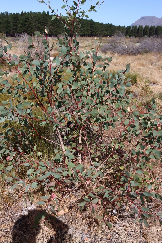 Eucalyptus cladocalyx (Sugar gum), non-native California tree