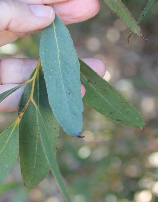 Eucalyptus conferruminata (Spider gum), non-native California shrub