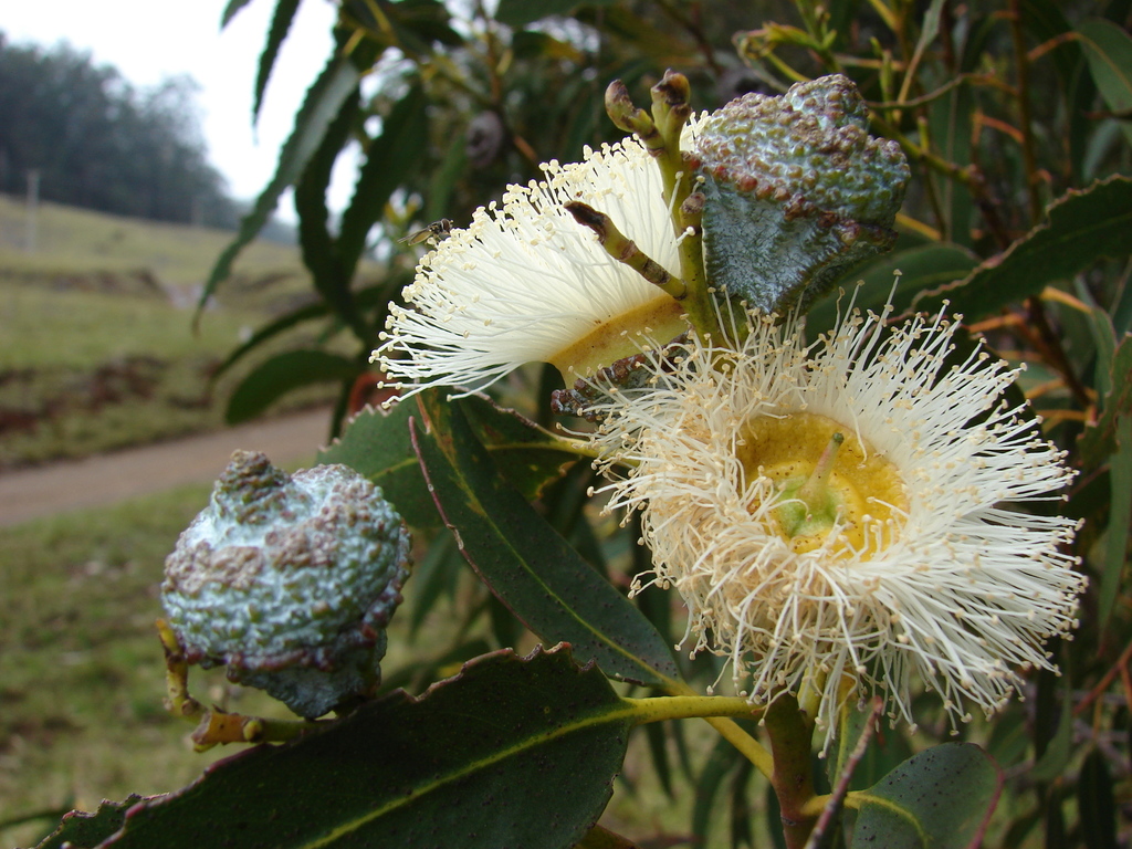 Eucalyptus globulus (Blue gum), non-native California tree