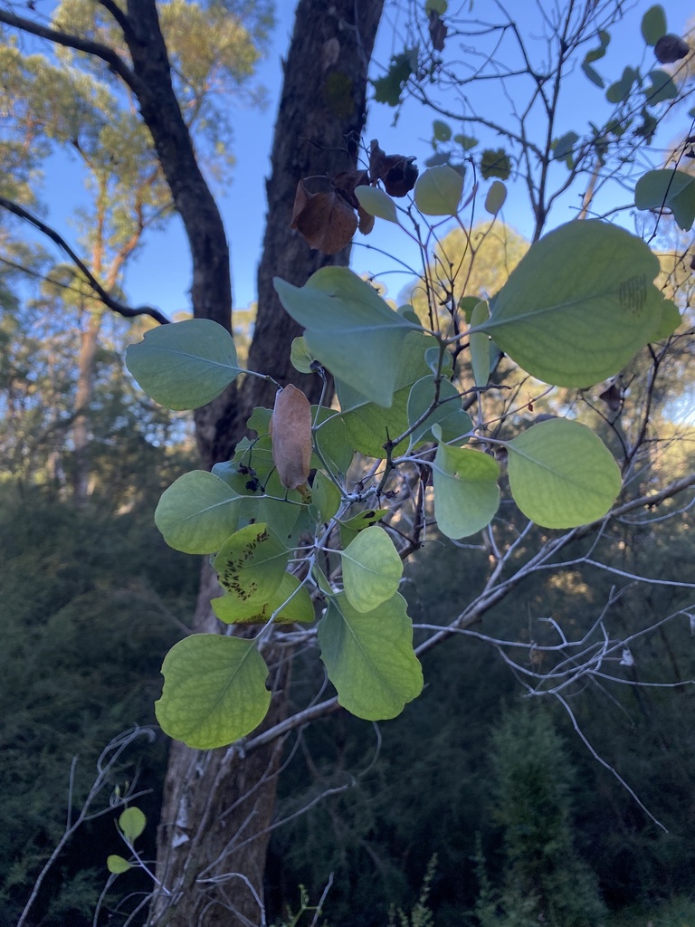 Eucalyptus polyanthemos (Silver dollar gum), non-native California tree