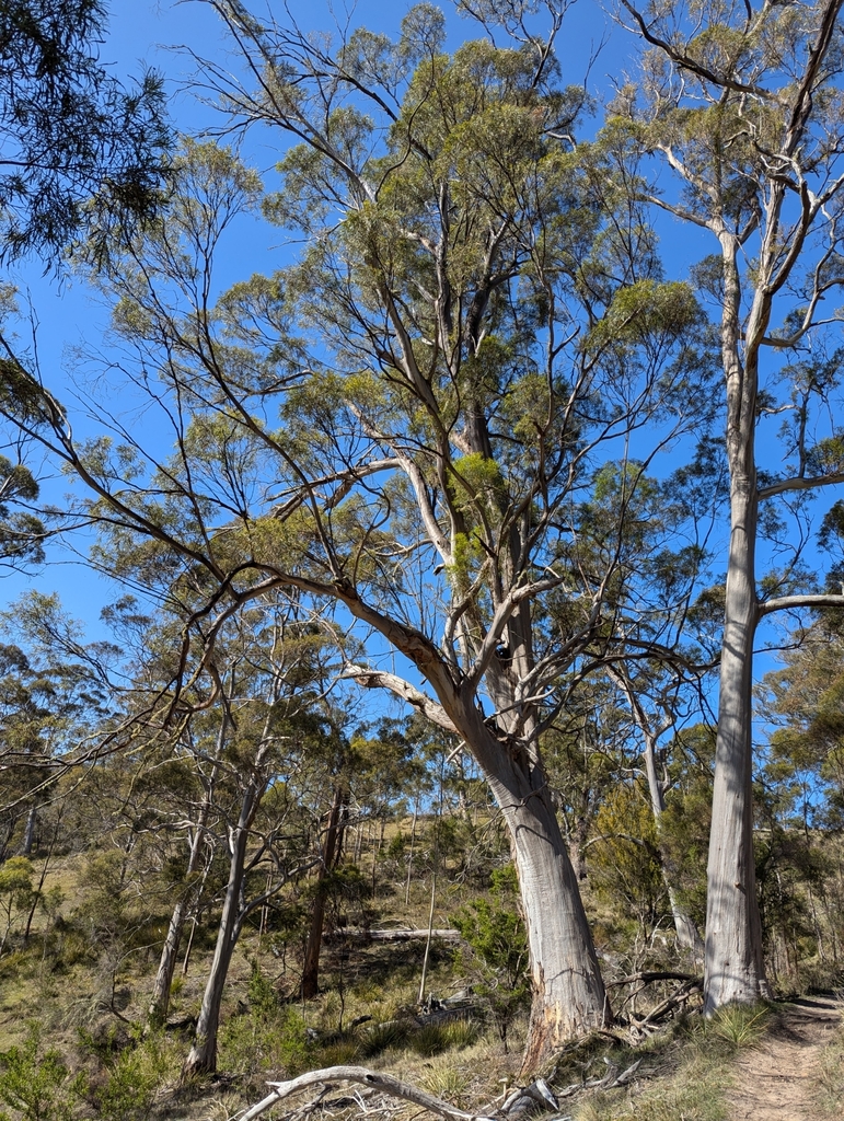 Eucalyptus pulchella (White peppermint), non-native California shrub