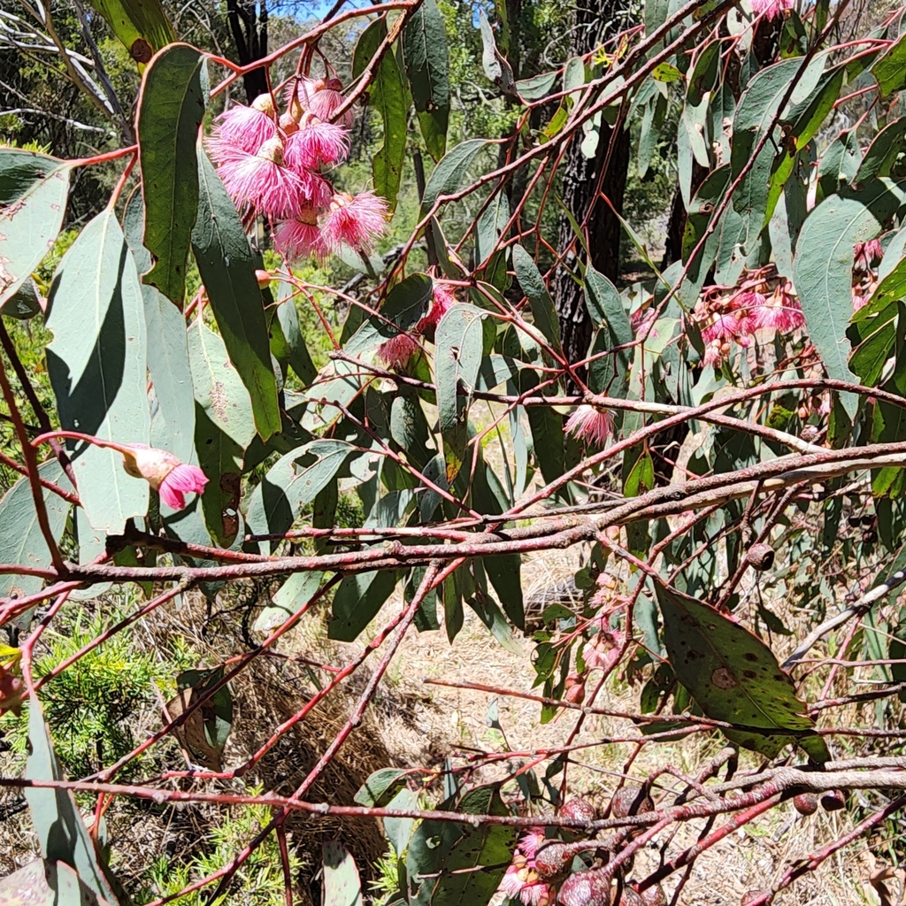 Eucalyptus sideroxylon (Red iron bark), non-native California tree