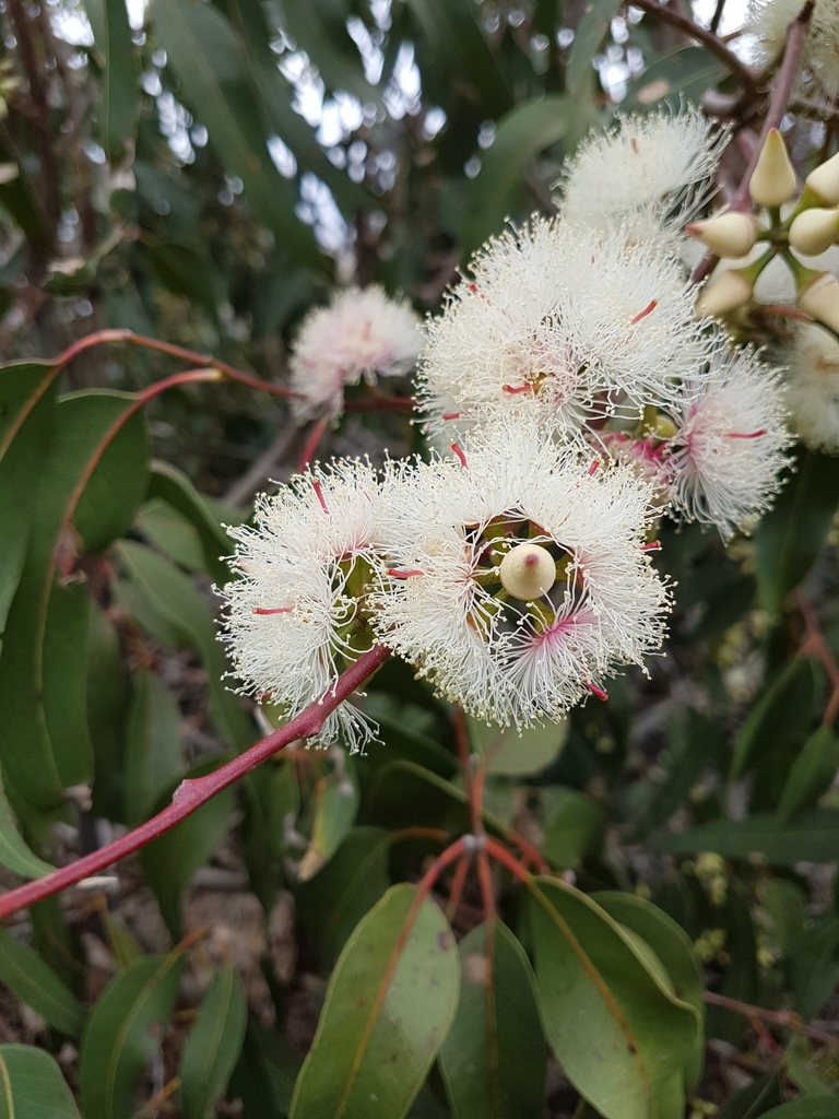 Eucalyptus tereticornis (Forest red gum), non-native California tree