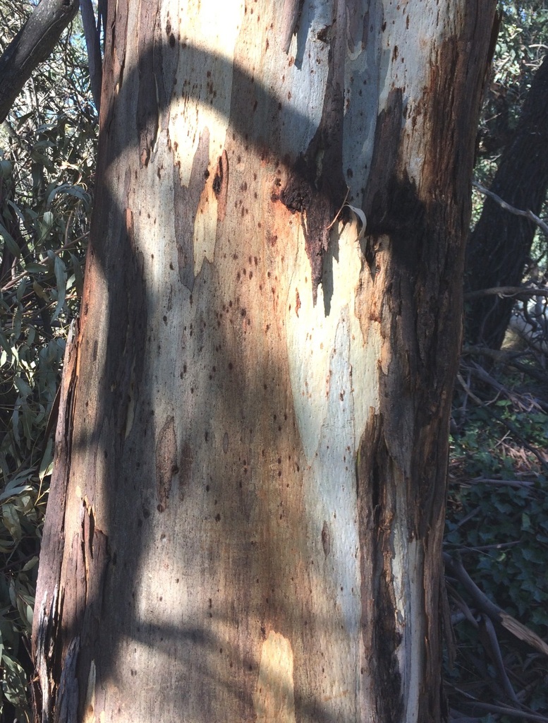 Eucalyptus viminalis (Manna gum), non-native California tree